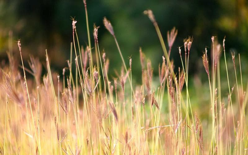 Rate Limiting: Algorithms and Tradeoffs