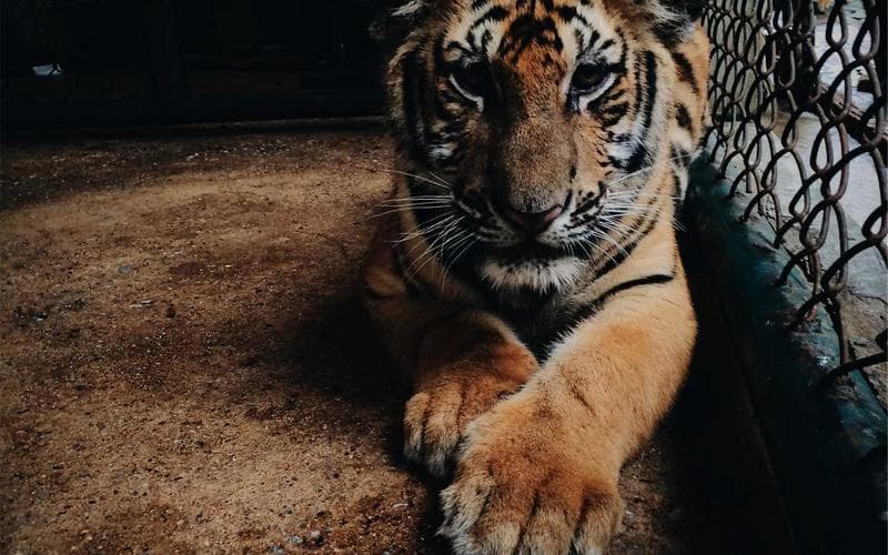 The Timeless Appeal of Swiss Grid Systems