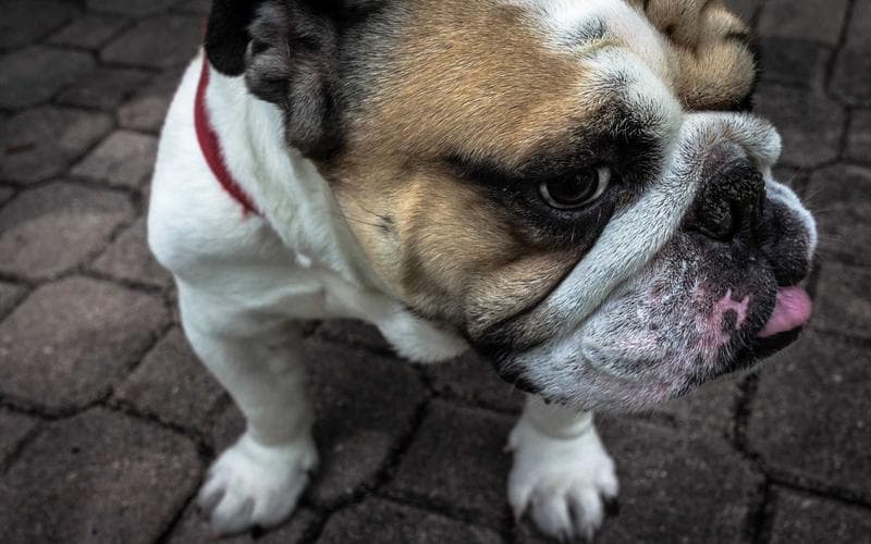 Building APIs That Last: Versioning Strategies